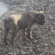 Boerboels