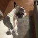 French bulldog puppies for sale fluffy carrier