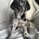 Double doodle babies, service dog prospects