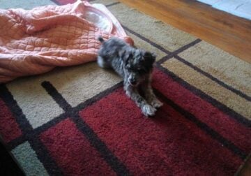 Schnauzer Mix
