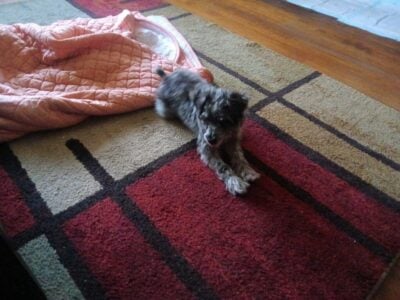 Schnauzer Mix