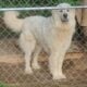 Great Pyrenees