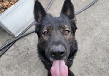 Purebred GSD