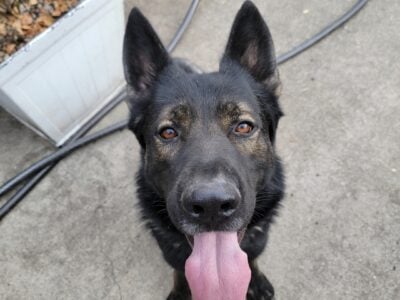 Purebred GSD