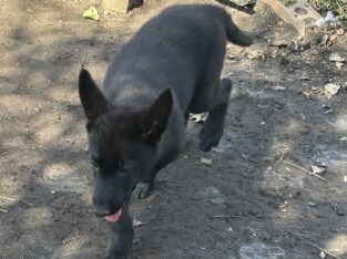 Nova Black female German Shepherd puppy