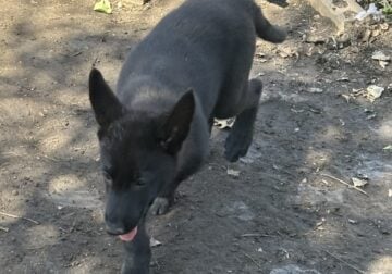 Nova Black female German Shepherd puppy