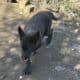 Nova Black female German Shepherd puppy