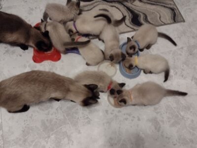 Gorgeous Seal-Point Siamese/Ragdoll kittens.