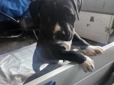 Blue pit staffy puppy