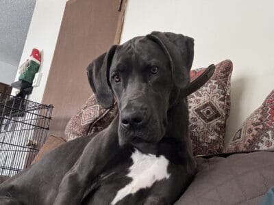 Great Dane Female