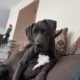 Great Dane Female