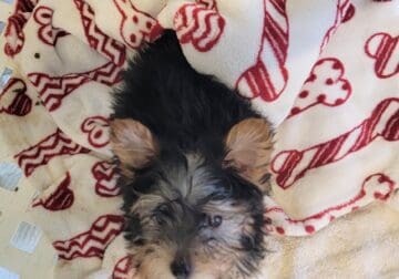 Yorkie