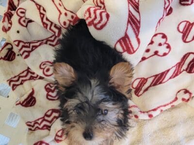 Yorkie
