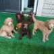 AKC Moyen Standard Poodles