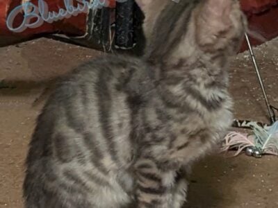 Blue Rosette Bengal Kitten