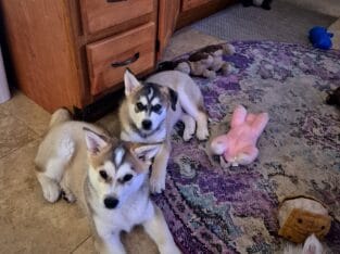 Husky puppies for Sale