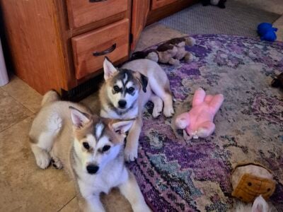 Husky puppies for Sale
