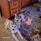 Husky puppies for Sale