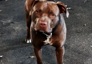 Red Nose Pitbull
