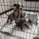 Full breed American Staffordshire Puppies