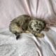 AKC Havanese puppies