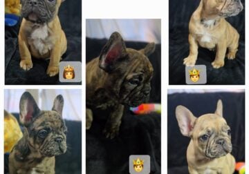 French bulldog puppies
