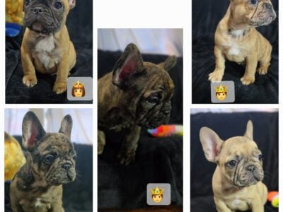 French bulldog puppies