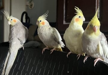 Young Female Cockatiels