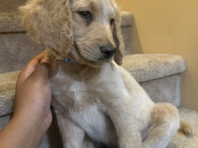 Adorable Stone seeks Home