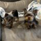 CKC Teacup Yorkie puppies