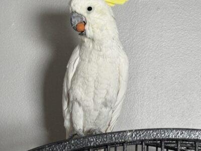 Cockatoo