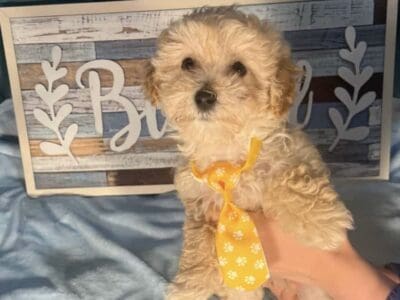 Maltipoo puppy – River