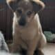 Red heeler pups