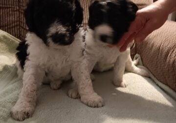 Labradoodle pups