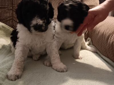 Labradoodle pups