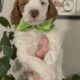 Mini Tri-Color Parti Poodle Puppies 15-20 lbs