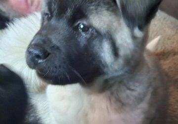 Two Boy Akita Puppies for sale