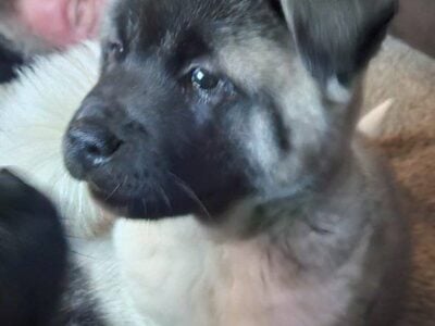 Two Boy Akita Puppies for sale