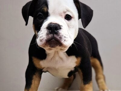 Maximus – RST Bullys *Royal & Select Traits*