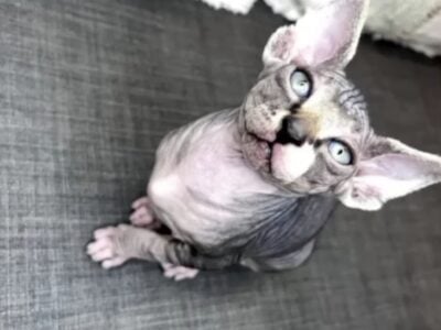 Sphynx hairless kittens