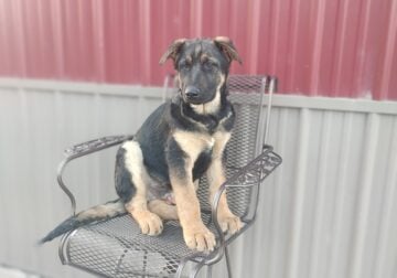 German Shepherd Puppies AKC