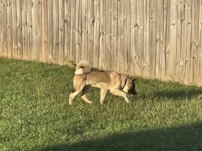 10 month old CKC certified price negotiable