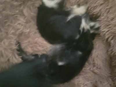 Selling beautiful pups