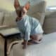 Sphynx Kitten – Boy