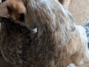Red heeler pups
