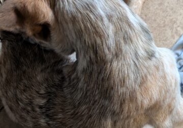 Red heeler pups