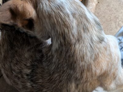 Red heeler pups