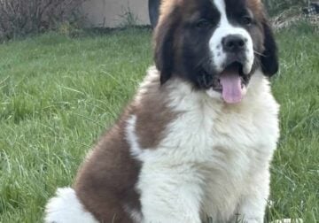 Saint Bernard Female Puppy