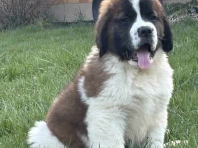 Saint Bernard Female Puppy