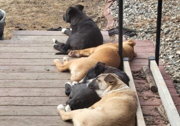 Pit Bull, Lab, German Shepard… Puppies
